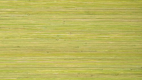 RAFFIA PALM T24070
